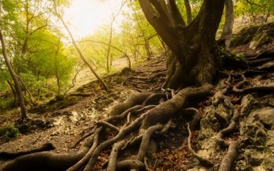 When the Storm Reveals the Roots: Leadership Integrity Under Pressure