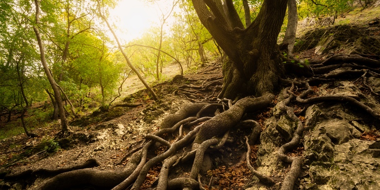 When the Storm Reveals the Roots
